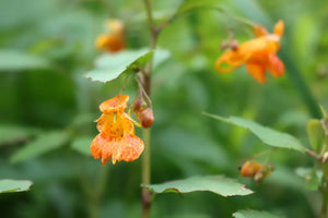 Jewelweed Magic: Harnessing Nature's Bounty for Skin and Soap