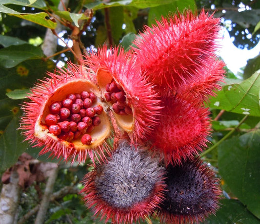 Annatto Seed