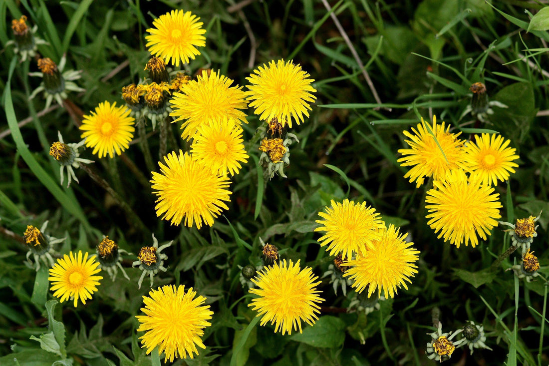 Dandelion