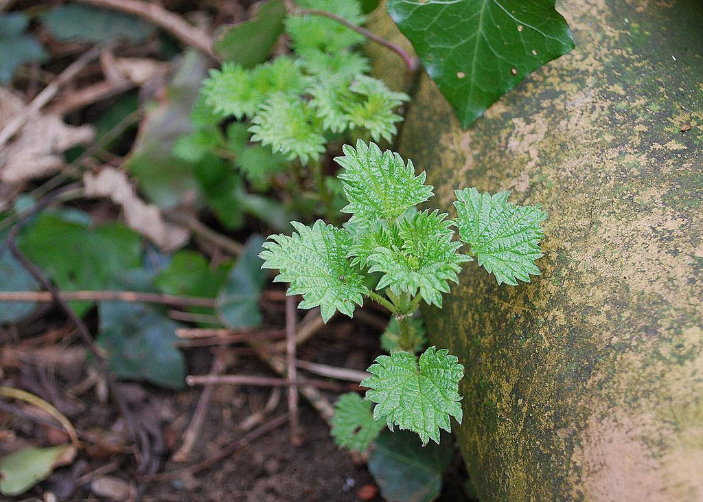 Nettles