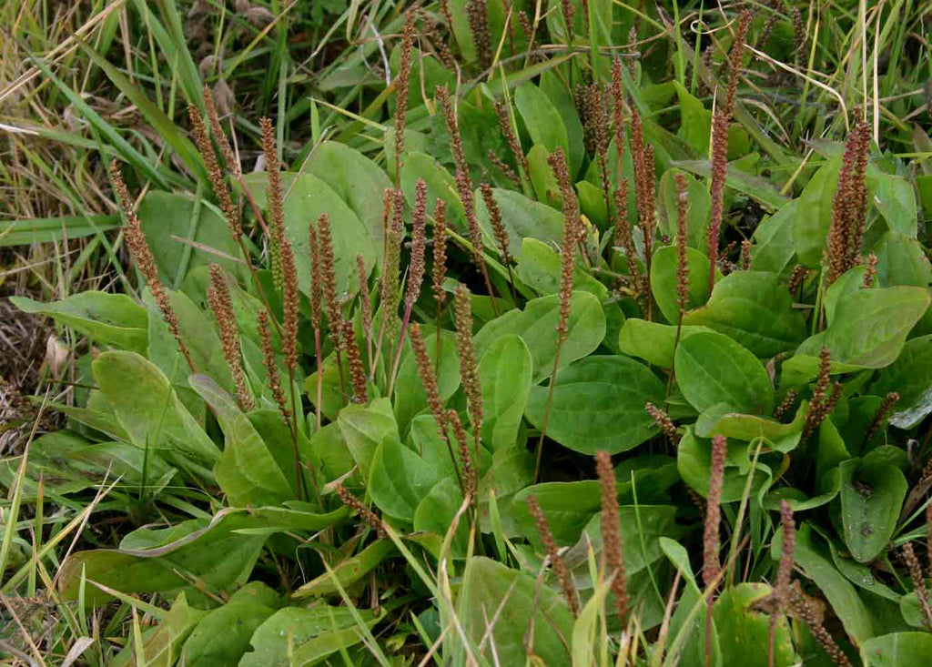 Plantain