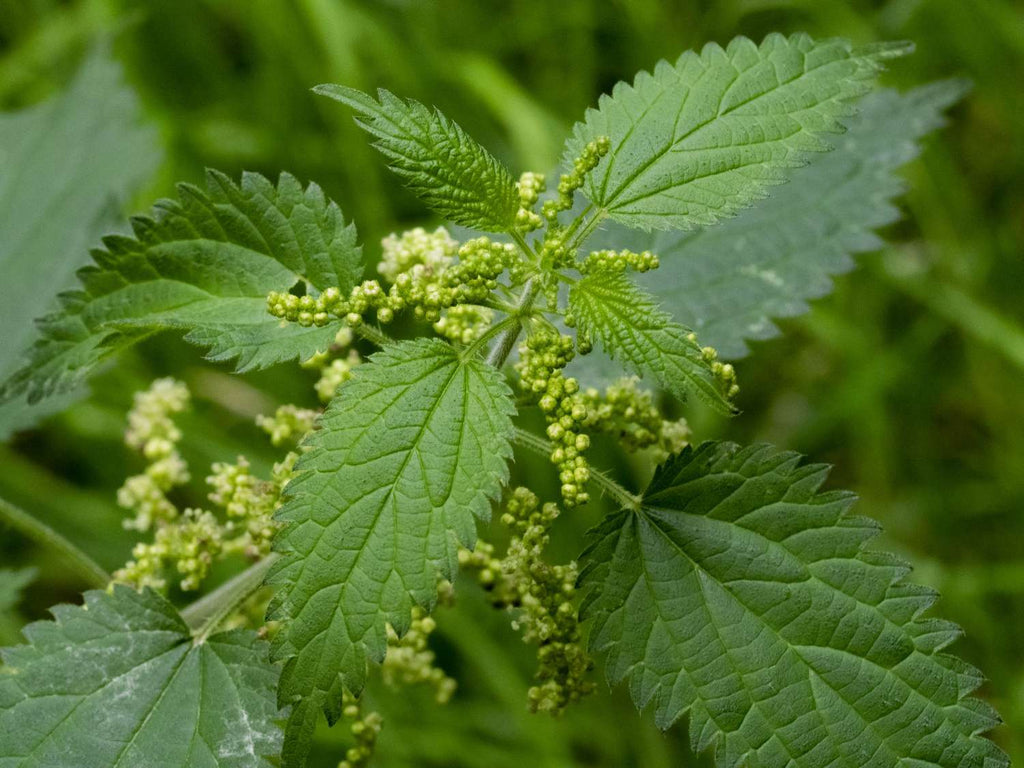 Upgrade Your Soap Game with Stinging Nettles: Here's How
