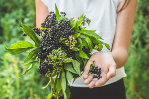 Harnessing the Power of Elderberries for Beautiful Skin: A Guide to Incorporating This Superfood into Your Skincare Routine